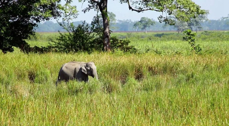 印度一島民堅持種樹35年，將550公頃荒島變森林--置頂表情